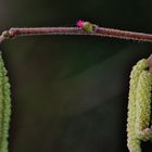 VORFRÜHLING gleich POLLENFLUG ( Haselpollen )