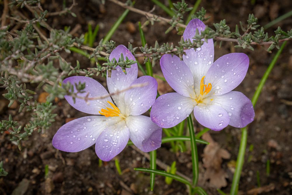 Vorfrühling II