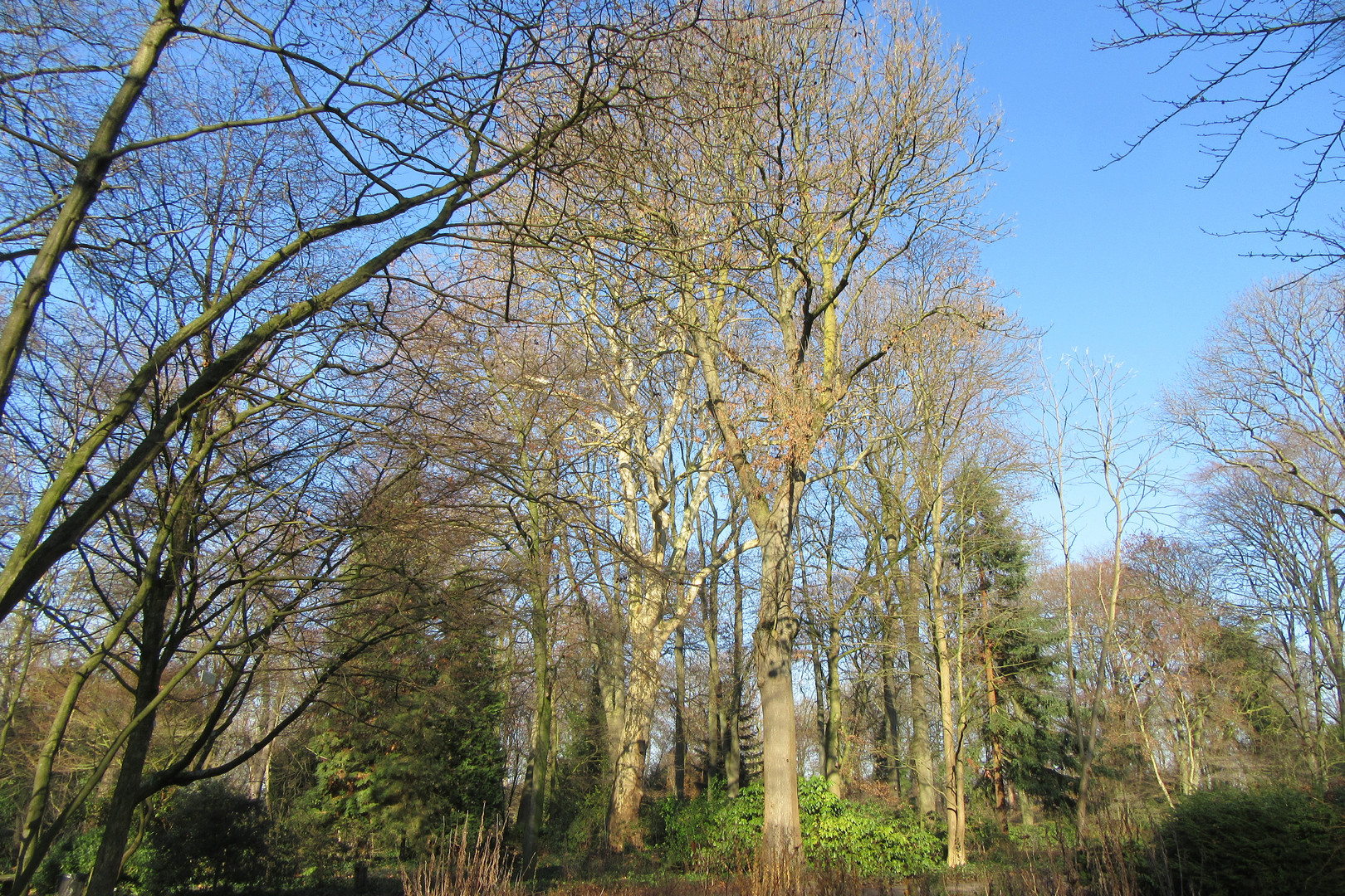 Vorfrühling im Blauen Garten