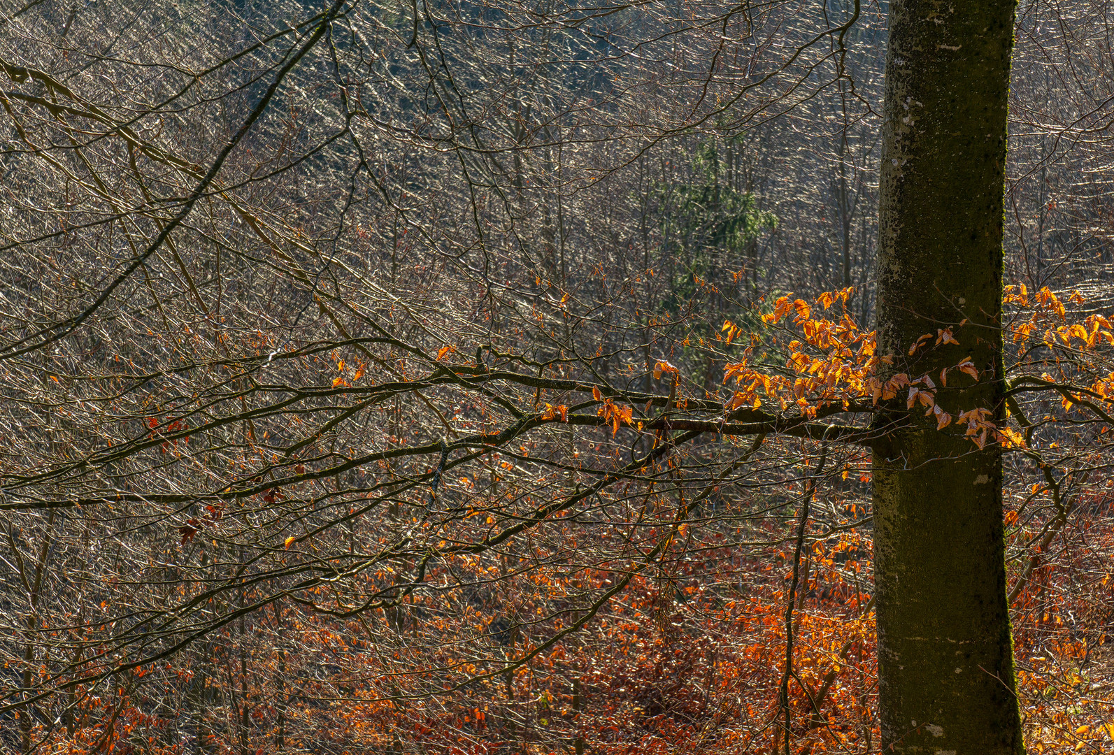 Vorfrühling im Buchenwald