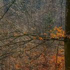 Vorfrühling im Buchenwald