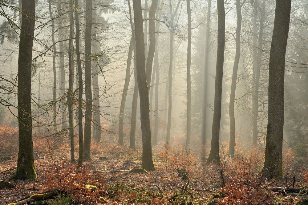 *Vorfrühling im Buchenwald*