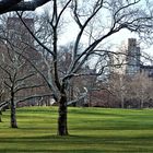 vorfrühling im central park  2