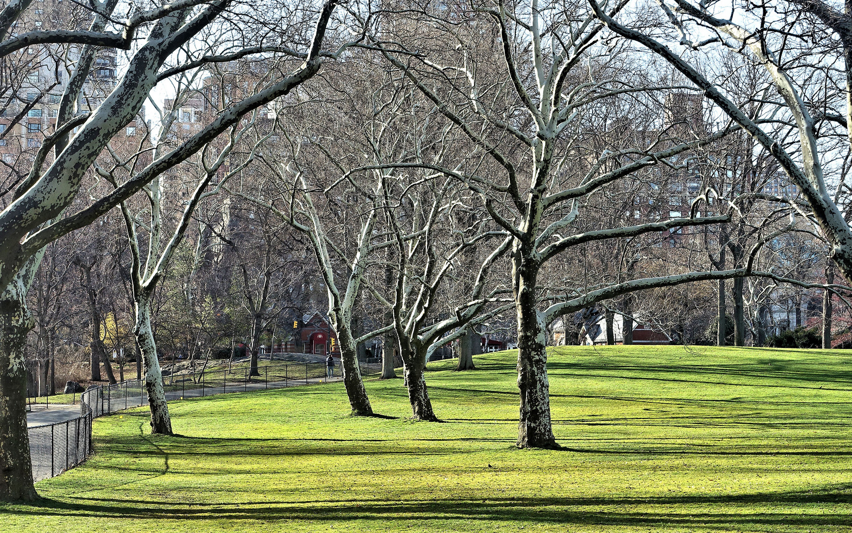 vorfrühling im central park  3