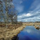 Vorfrühling im Diepholzer Moor :C)