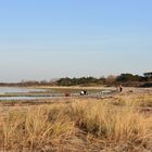 Vorfrühling im Februar 2021 am Strand von Hohe Düne