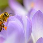 Vorfrühling im Februar