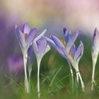 Vorfrühling im Garten