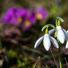 Vorfrühling im Garten