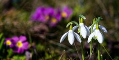 Vorfrühling im Garten