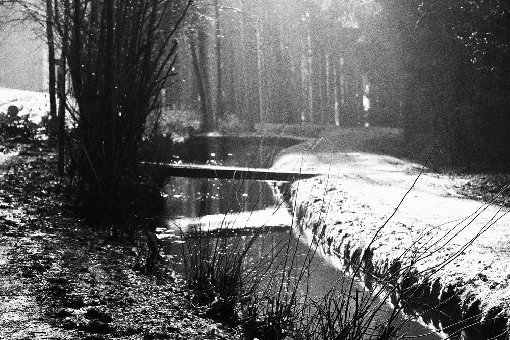 Vorfrühling im Hochwinter