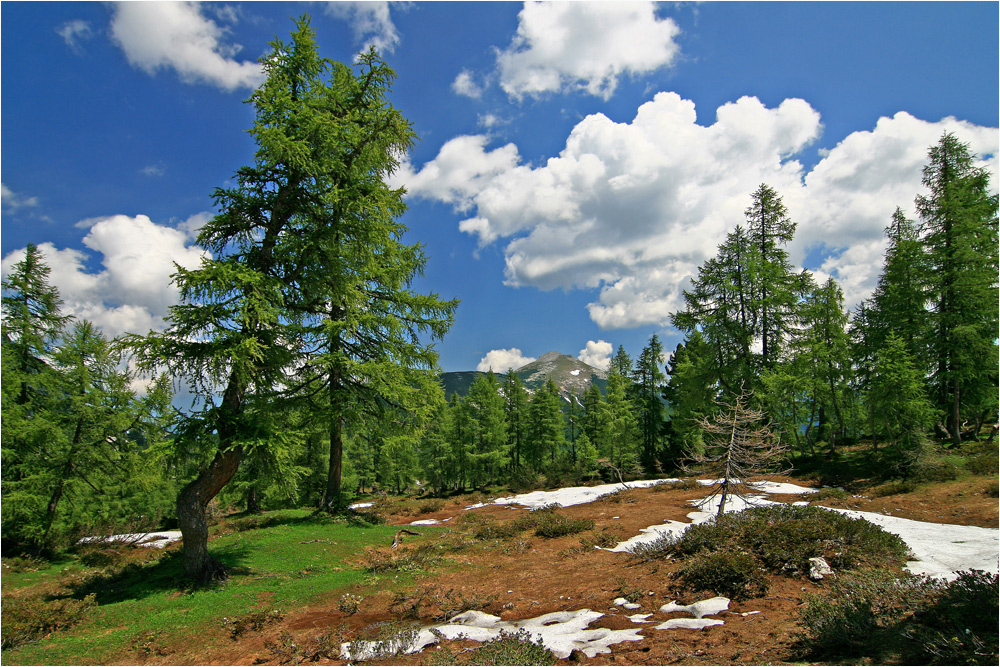 Vorfrühling im Juni