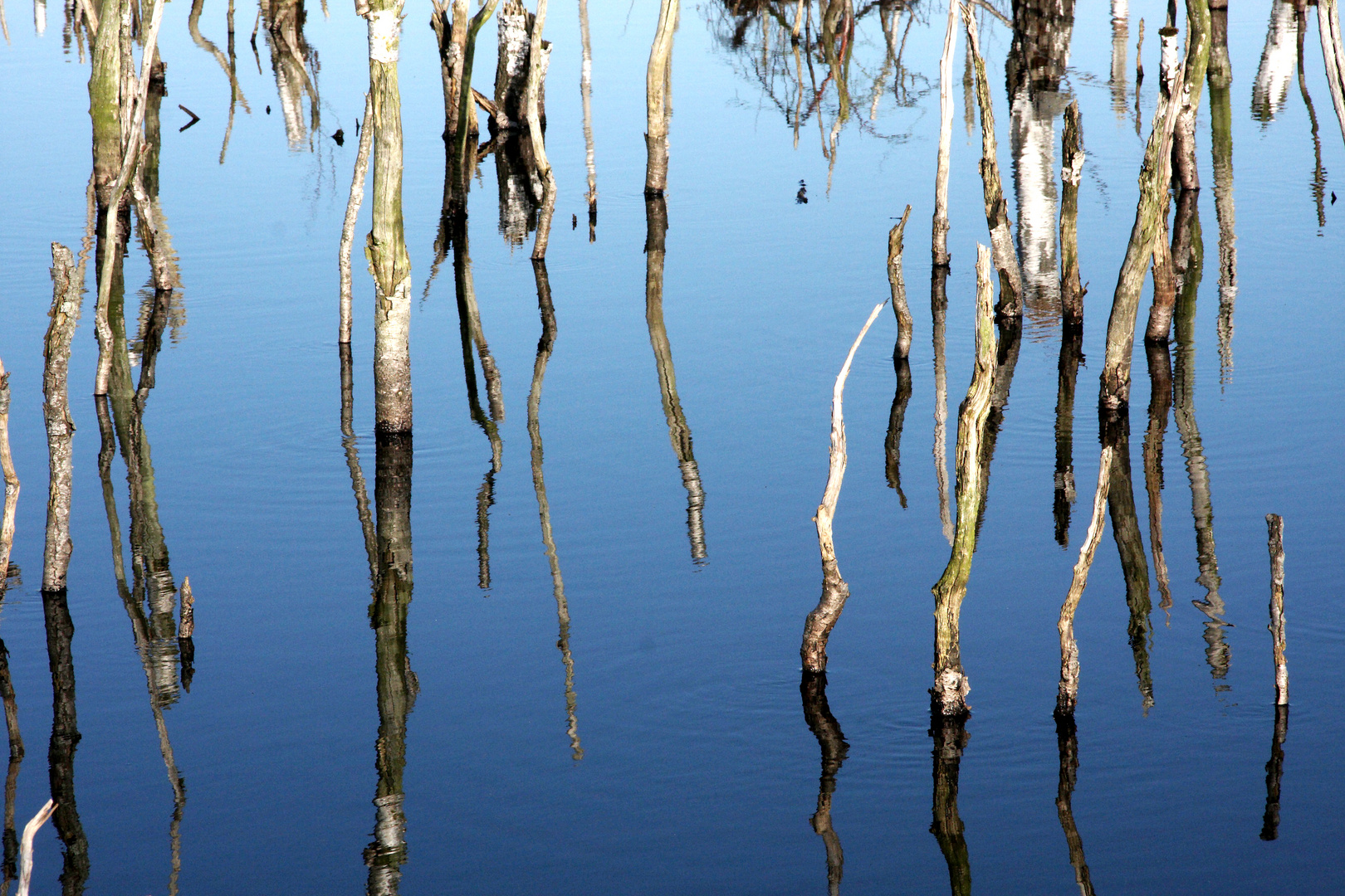 Vorfrühling im Moor