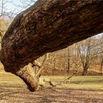 Vorfrühling im Park (1)