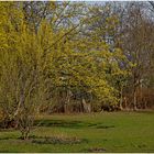 Vorfrühling im Park