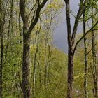 Vorfrühling im Park