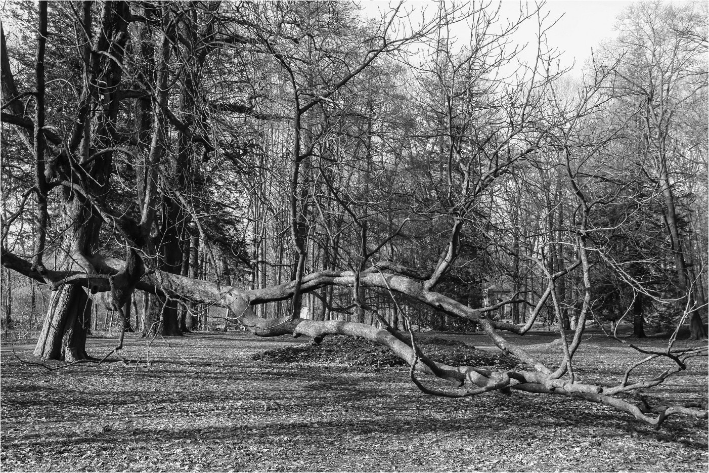 Vorfrühling im Park