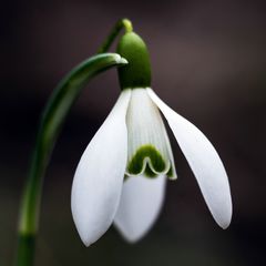 Vorfrühling im Quadrat