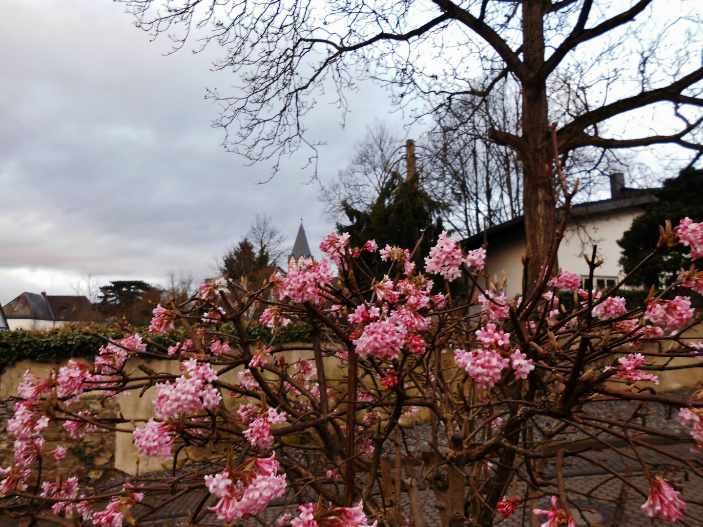 Vorfrühling im Spätwinter