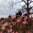 Vorfrühling im Spätwinter