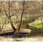 Vorfrühling im Wachengrund ,