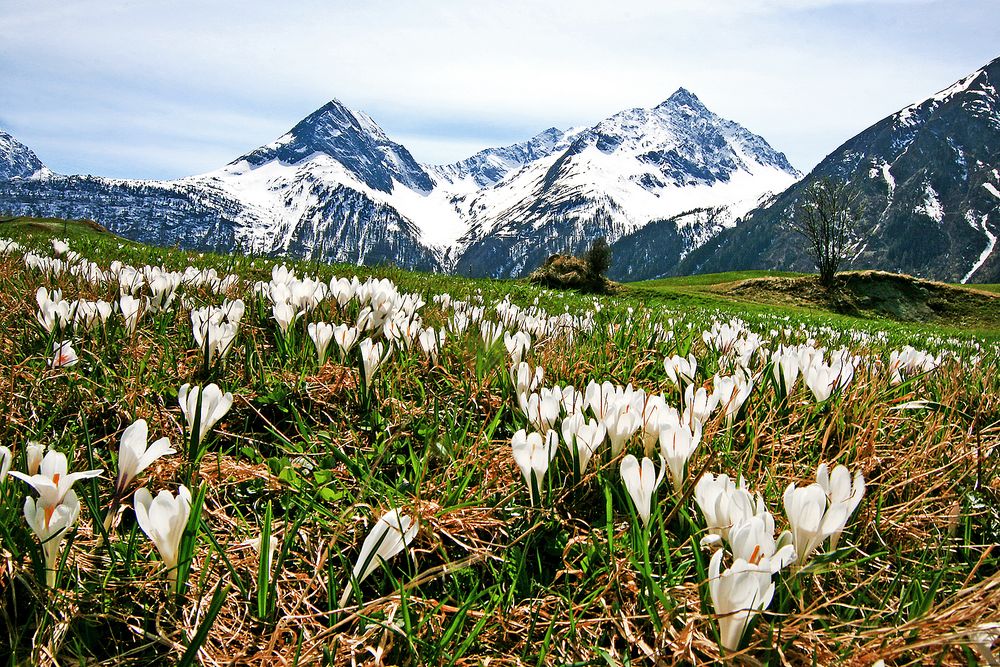 Vorfrühling im Weiler Burgstall 