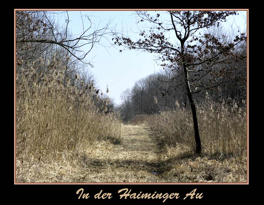 Vorfrühling in der Haiminger Au