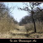 Vorfrühling in der Haiminger Au