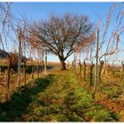 Vorfrühling in der Pfalz