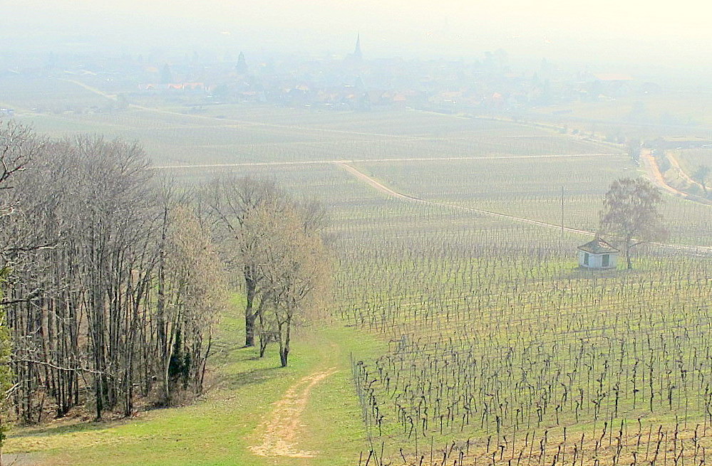 Vorfrühling in der Pfalz