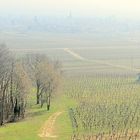 Vorfrühling in der Pfalz