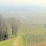 Vorfrühling in der Pfalz