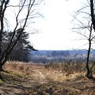 Vorfrühling in der Wahner Heide bei Rösrath 2