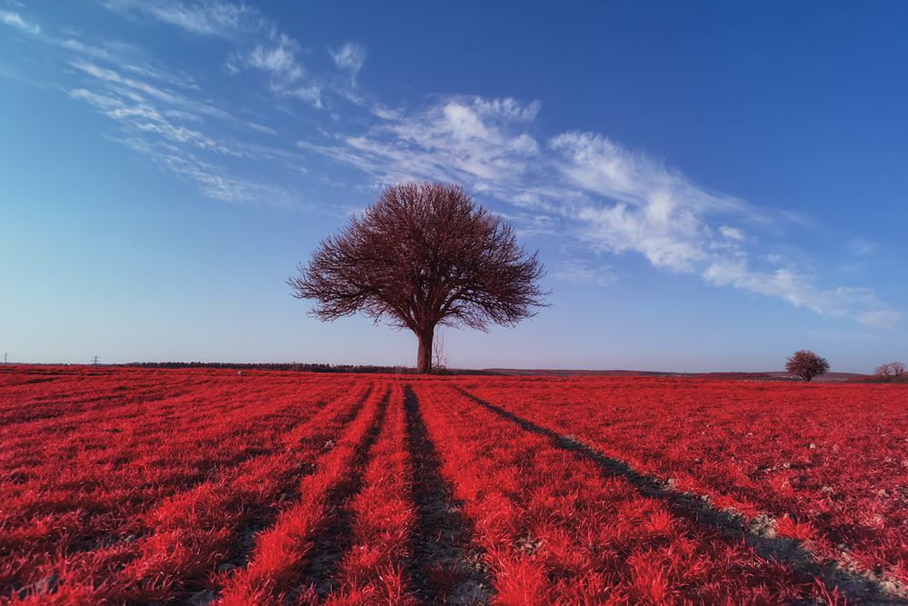 Vorfrühling [IR]