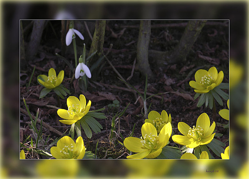 Vorfrühling unter den Büschen