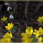 Vorfrühling unter den Büschen