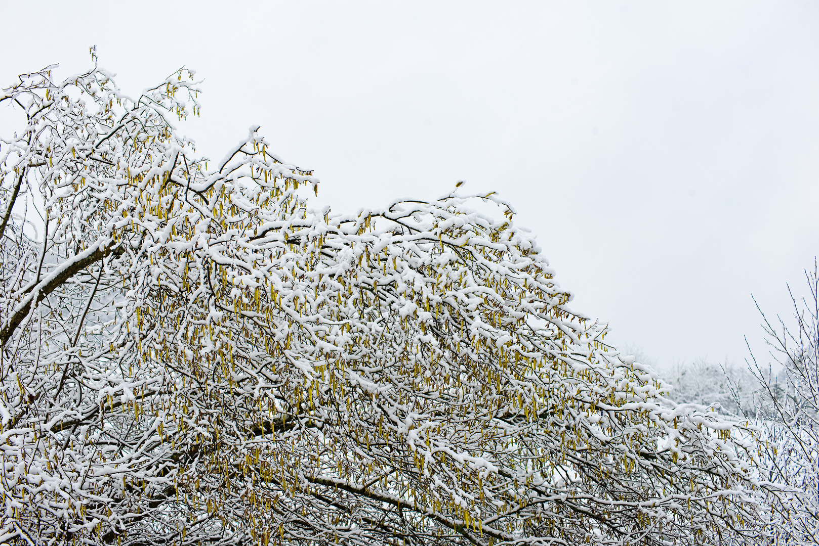 Vorfrühling - vorläufig gestoppt