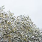 Vorfrühling - vorläufig gestoppt