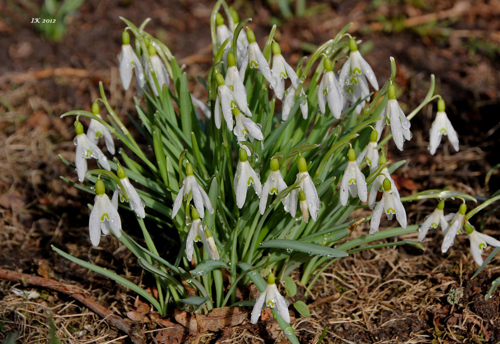 Vorfrühlingblühner