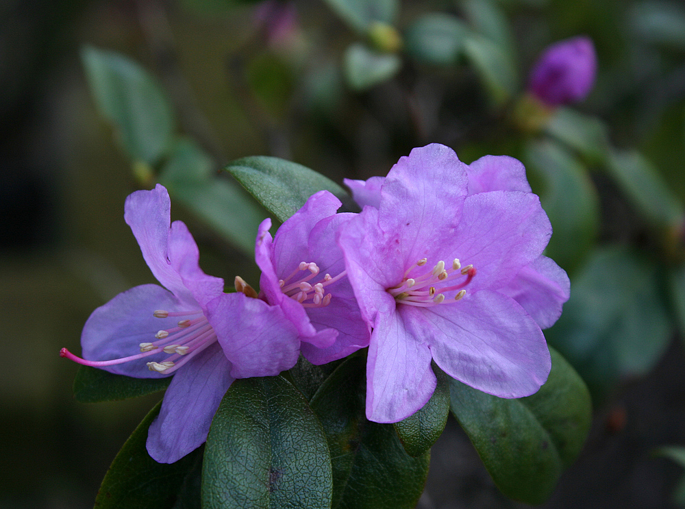 Vorfrühlings-Rhododendron