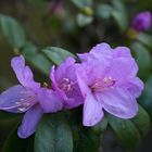 Vorfrühlings-Rhododendron