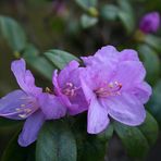 Vorfrühlings-Rhododendron