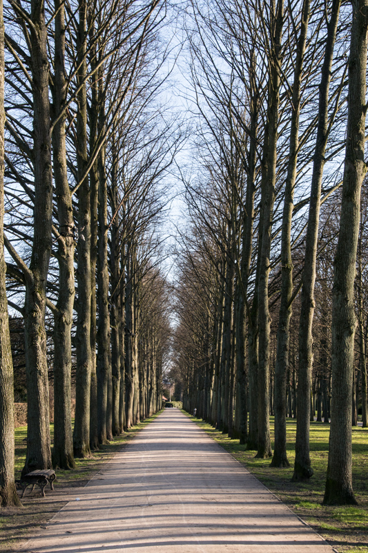 Vorfrühlingsallee