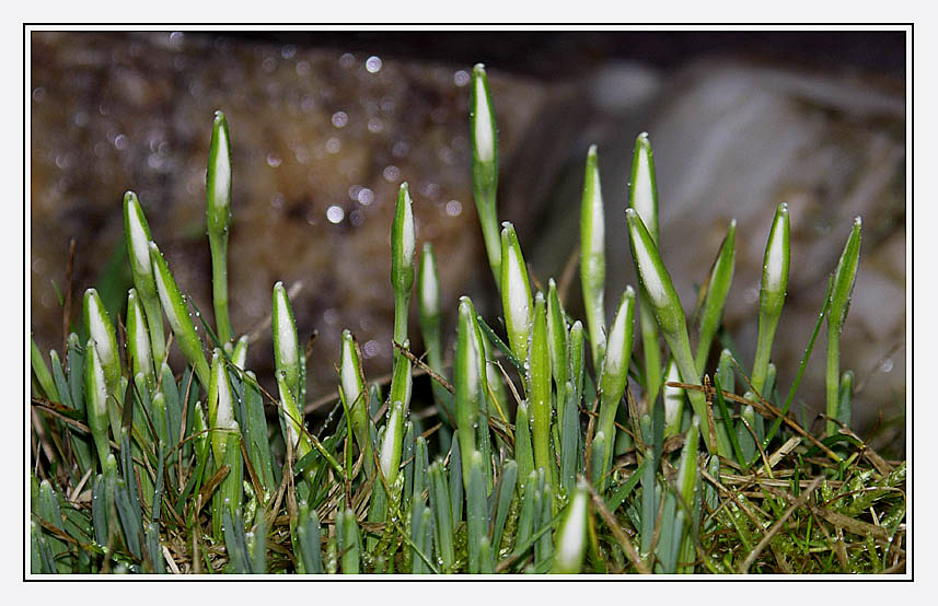 Vorfrühlingsboten