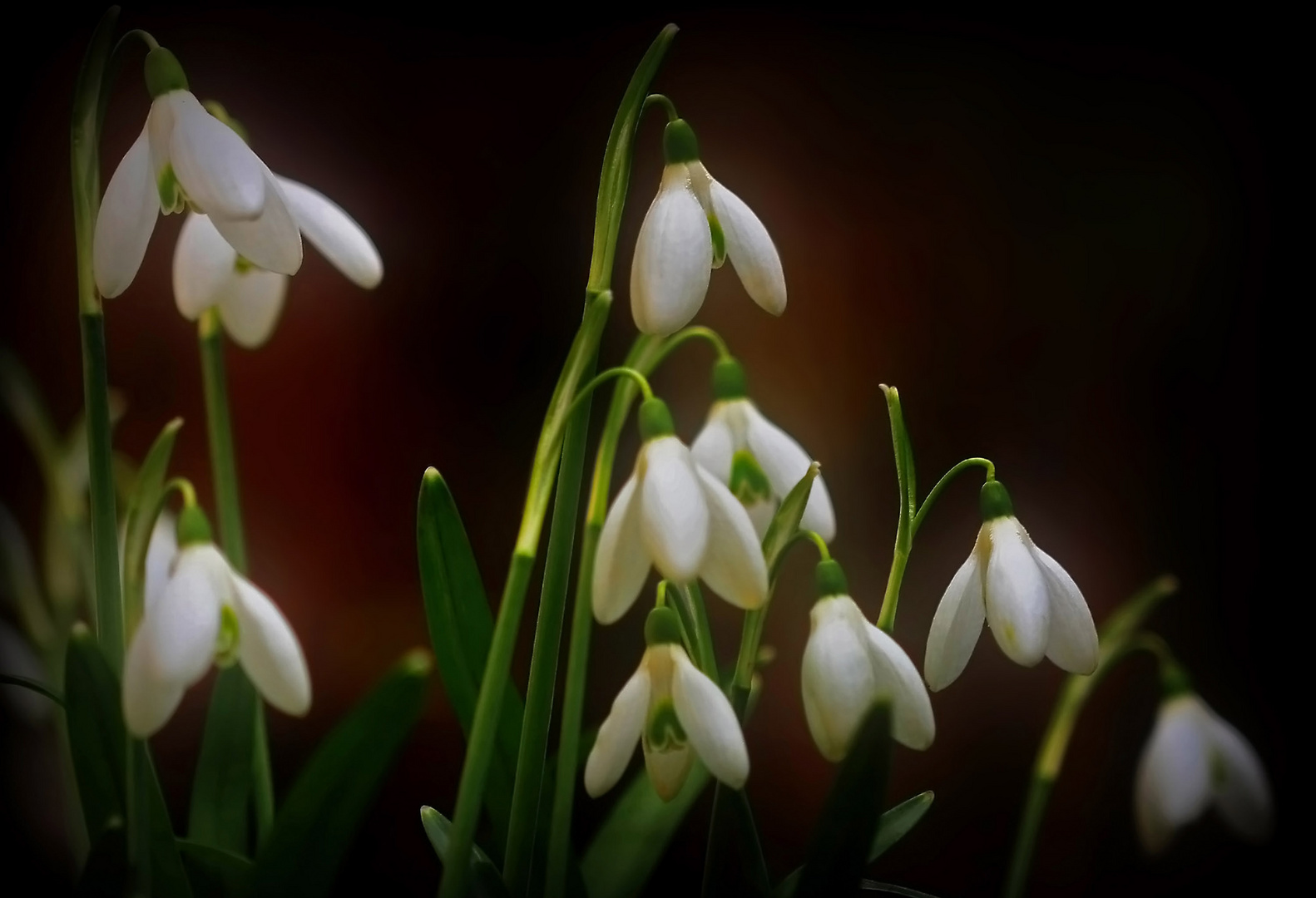 Vorfrühlingsboten