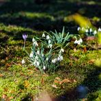 Vorfrühlingsboten