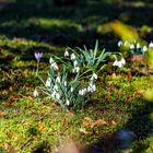 Vorfrühlingsboten