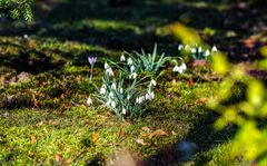 Vorfrühlingsboten