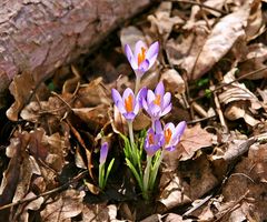 Vorfrühlingsboten Krokusse