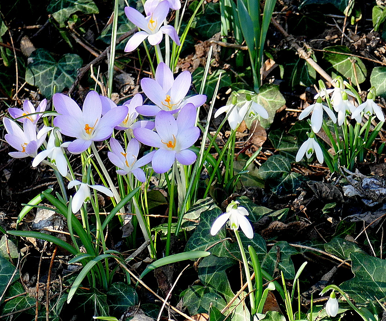 Vorfrühlingsfrühblüher